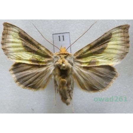 Diachrysia stenochrysis (Warren, 1913) Czech11